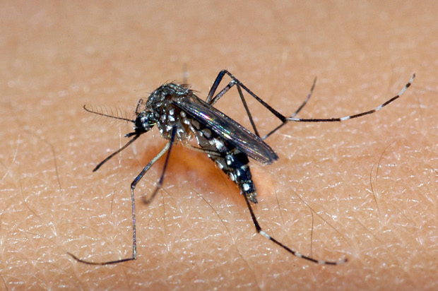 Mosquito da dengue geneticamente modificado será solto em combate