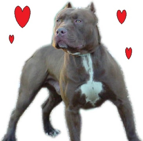 Homem é flagrado mantendo relações sexuais com cadela da raça pit Bull em Guajará-Mirim.