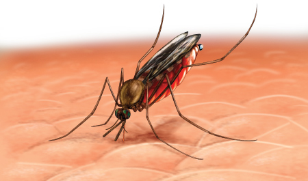 Tratamento da malária vivax ainda desafia pesquisadores em Rondônia