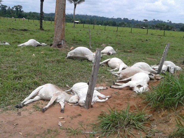 QUINZE VACAS MORREM AO SEREM ATINGIDAS POR RAIO EM CACOAL