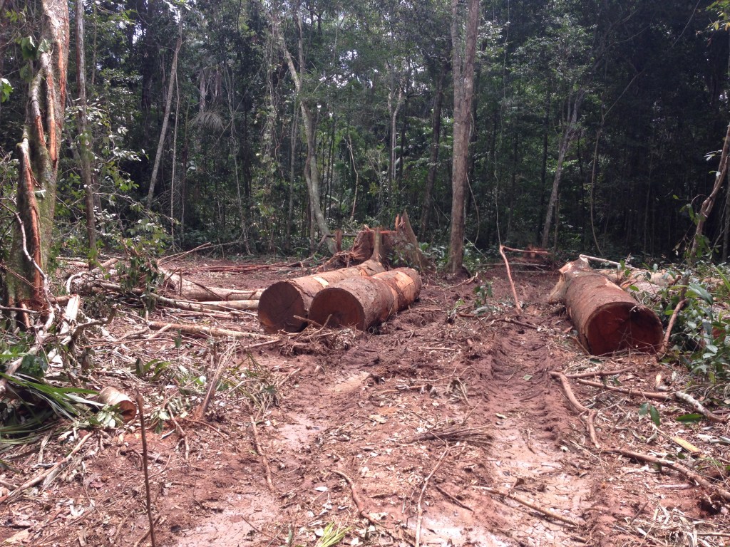 OPERAÇÃO CONJUNTA É REALIZADA PARA IMPEDIR O DESMATAMENTO ILEGAL EM SURPRESA, DISTRITO DE GUAJARÁ-MIRIM