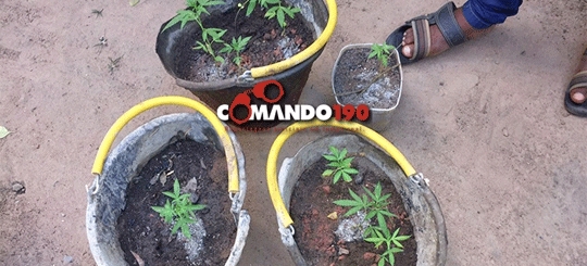 JOVEM É CONDUZIDO PARA A DELEGACIA CULTIVANDO 13 PÉS DE MACONHA NOS FUNDOS DE CASA