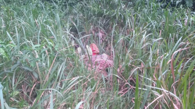 Corpo com vários golpes de faca é encontrado à beira de estrada