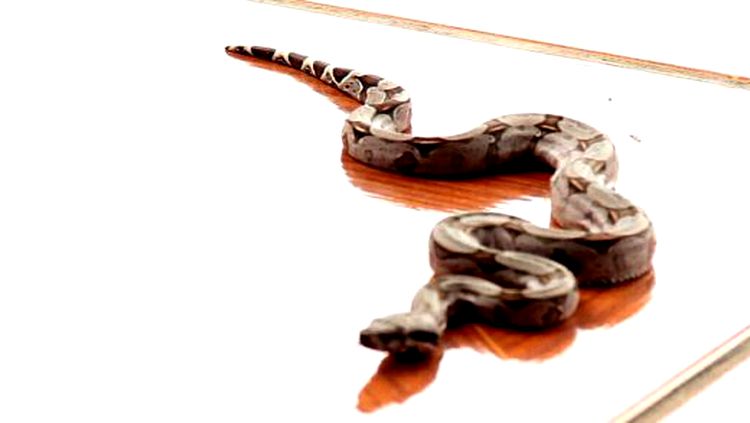 Na chuvas animais peçonhentos invadem residências em busca de abrigo