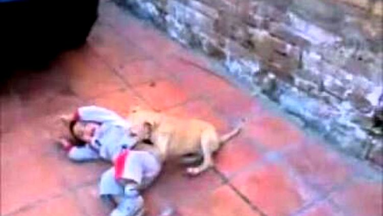 MORDIDA NA NUCA: Cão ataca criança e servidor público acaba preso