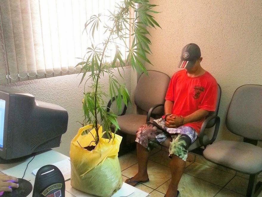 JOVEM É PRESO COM PÉ DE MACONHA E ARMA