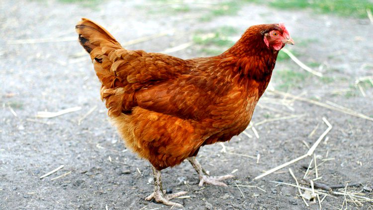 Homem é espancado até a morte por furto de galinha