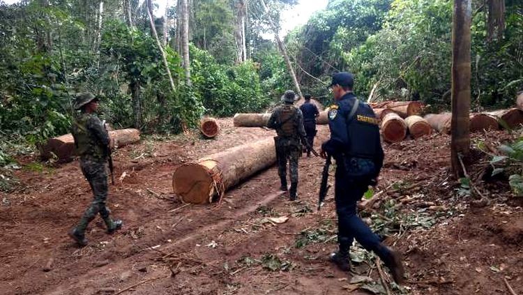 ESCUDO: Exército realiza operação e prende madeireiros em Parque Estadual