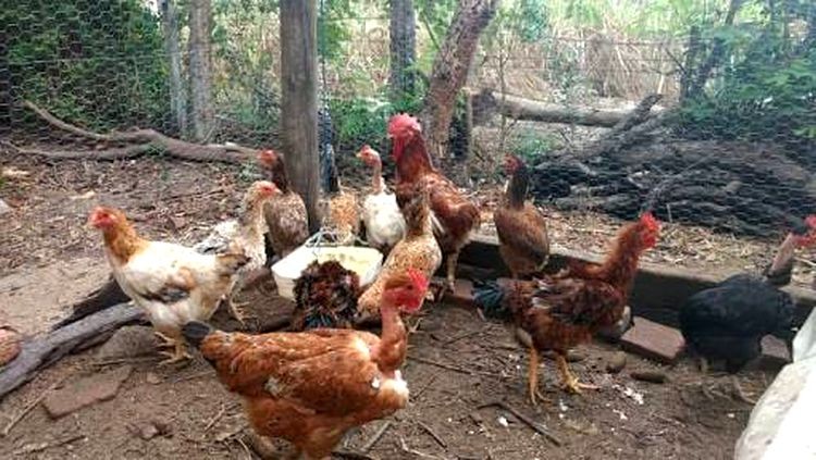 SURRADO: Suspeito de furtar 35 aves e ovos em chácara é espancado por populares
