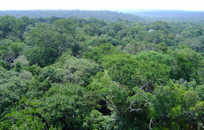 HOMEM SAI PARA EXTRAIR CASTANHAS E DESAPARECE NA MATA EM GUAJARÁ-MIRIM