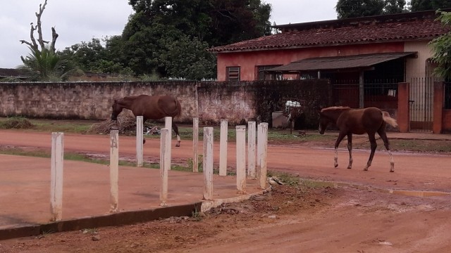 ANIMAIS SÃO FLAGRADOS NAS AVENIDAS DO MUNICÍPIO