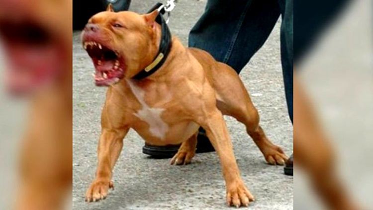 Homem é atacado por PitBull e sofre várias lesões sérias