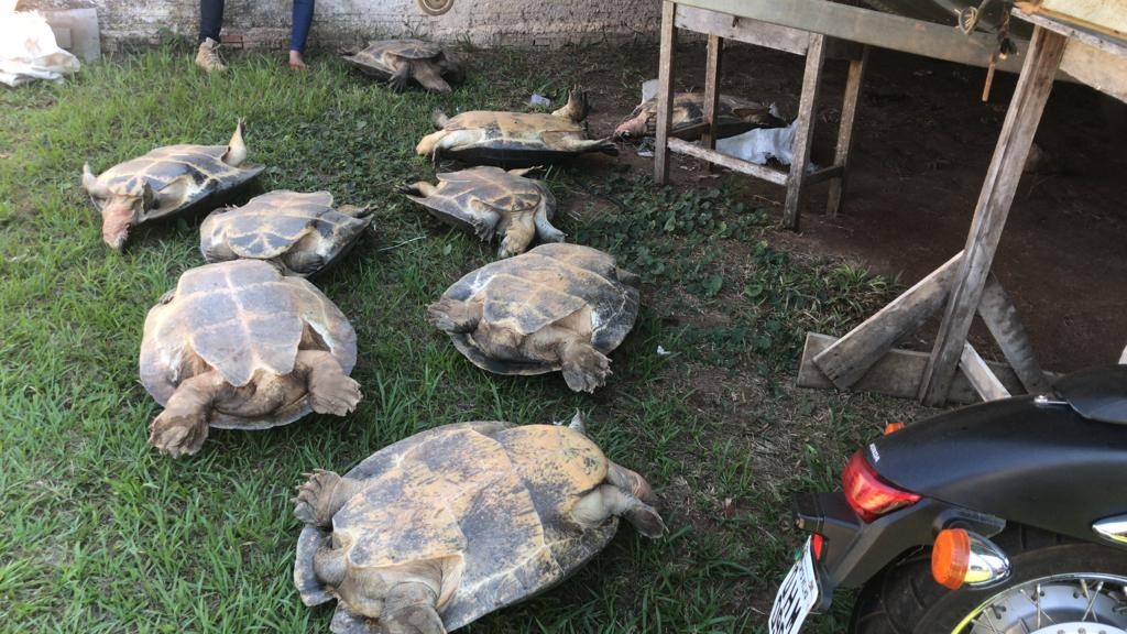 Tartarugas são achadas amarradas dentro de sacos em casa de Costa Marques