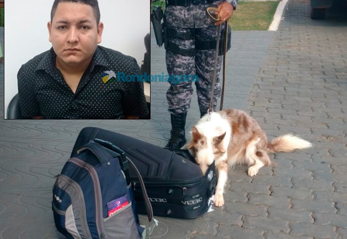 Cão farejador descobre droga em aeroporto e morador de Manaus é preso com quase 8 quilos de maconha em Rondônia