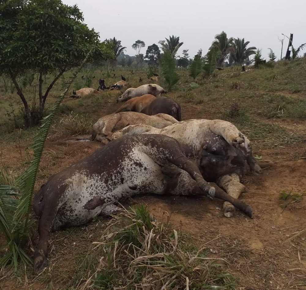 Tempestade de raios mata 10 vacas em sítio de Jaru, RO