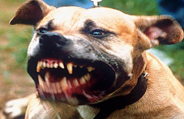 Cão Pit-Bull ataca menina de 12 anos que foi dar água para animal, rosto é deformado