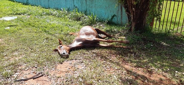 ANIMAL É ATROPELADO NA BR ENG. ISAAC BENNESBY