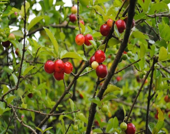 Traficante que vendia droga escondida em pé de acerola é preso