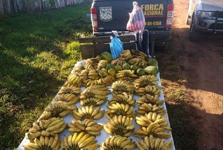 Folhas de coca, barcos e 160 quilos de bananas são apreendidos durante operação na fronteira em Guajará