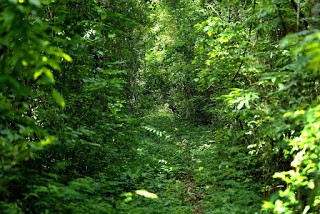 Homem desaparece na Zona Rural de Guajará-Mirim