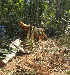 Homem morre ao ser atingido por árvore durante derrubada em Nova Mamoré
