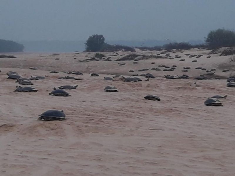 Vídeo: Tartarugas “invadem” margens de praia em Rondônia para desova