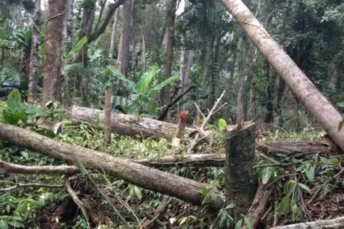 Árvore cai e mata trabalhador durante derrubada em distrito de Porto Velho
