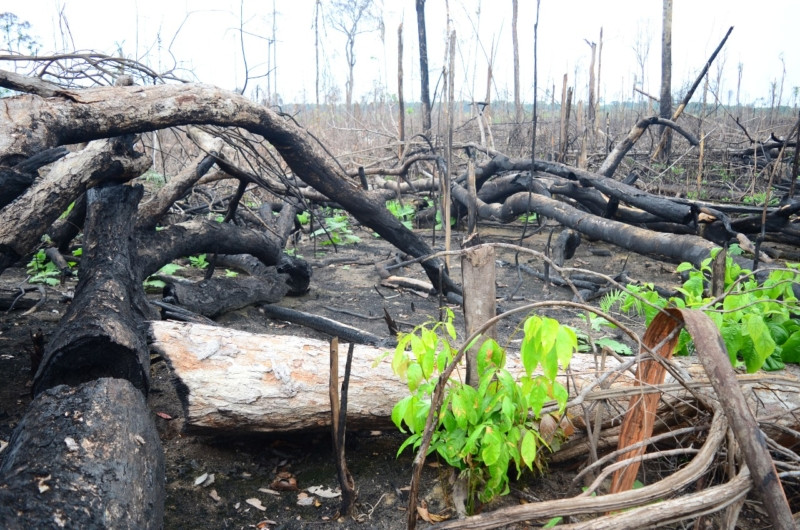 94% do desmatamento na Amazônia é ilegal