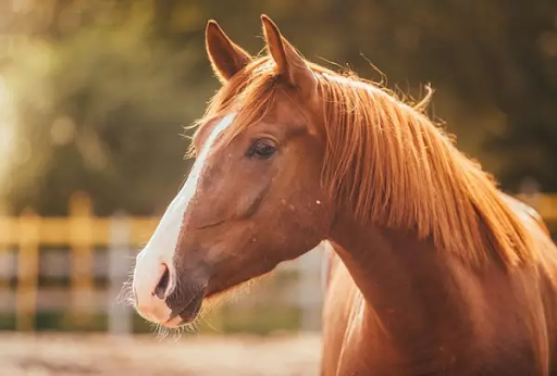 Cavalo conduzido por um menor colide com veículo e causa danos