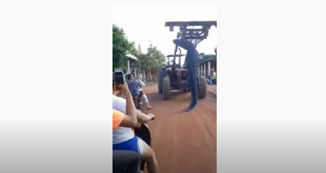 ASSUSTADOR: Jacaré gigante é capturado na Fronteira do Brasil com a Bolívia – ASSISTA O VÍDEO
