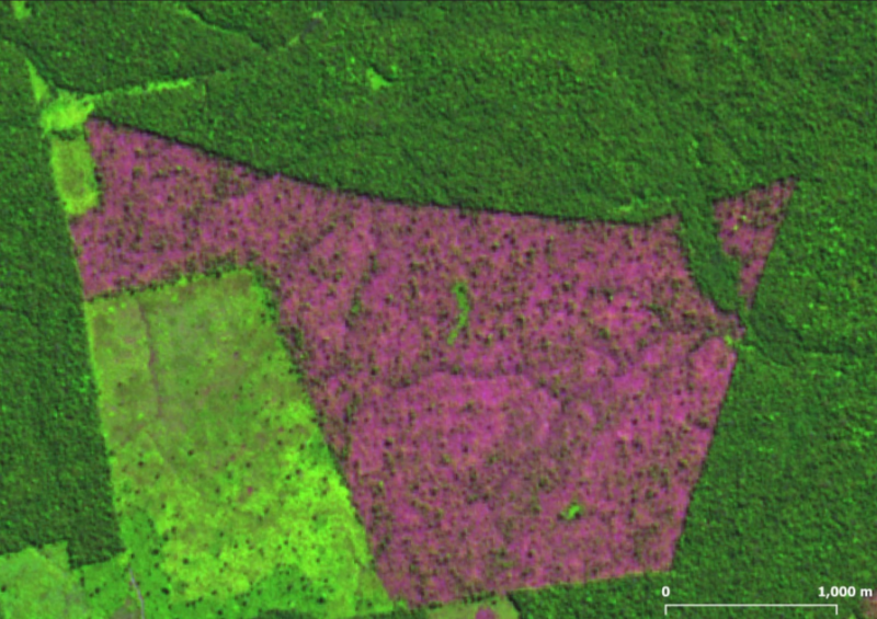 Desmatamento acumulado dos últimos 11 meses cresceu 51% na Amazônia, aponta Imazon