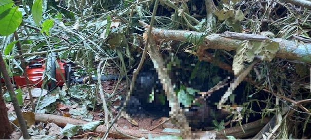 Homem sai para trabalhar e morrer após arvore atingir o mesmo em Nova Mamoré