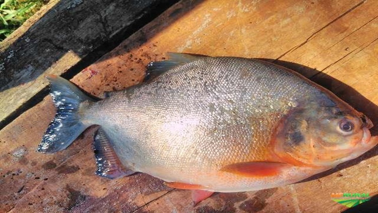 PREOCUPANTE: Após comer pacu, homem sente dores, febre, perde a voz e para de andar 