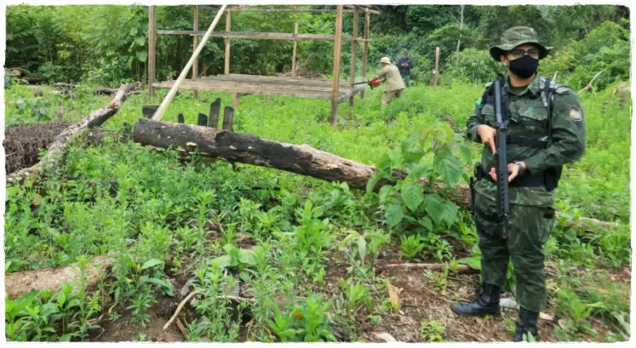 Operação da PMA do Acre desarticula máfia que agia com roubo de madeira nos distritos da Ponta do Abunã