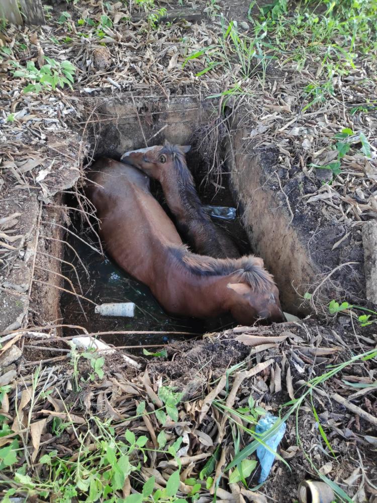 SUBGRUPAMENTO DO CORPO DE BOMBEIROS RESGATA ANIMAIS DE UMA FOSSA