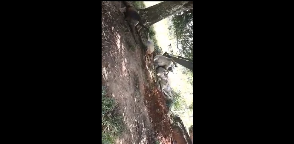 Raio atinge propriedades rurais em RO e 22 cabeças de gado morrem