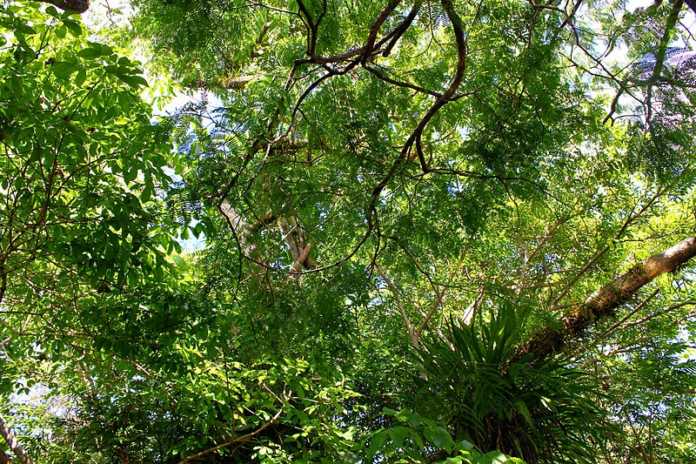 Empresas responsáveis pelo comércio ilegal de madeira devem reflorestar área em Rondônia