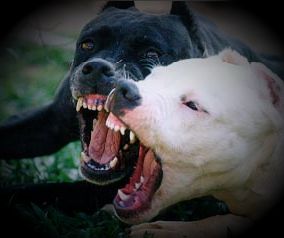 Mulher é atacada por dois cachorros e sofre mordida na perna enquanto trafegava de motocicleta