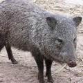 Polícia ambiental aprende carne de caça e prende três pessoas acusadas de envolvimento com caça predatória.