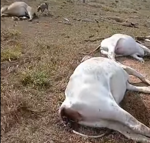 Mais de 10 vacas foram mortas por um raio no interior do Vale do Anari