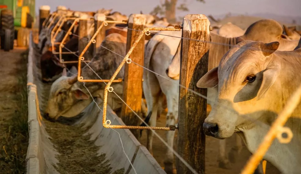 Preço médio da arroba do boi gordo se mantém a R$ 227 pela segunda semana seguida em RO