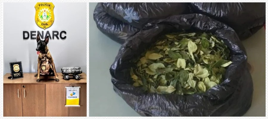 Cadela da Polícia do AC fareja e impede despacho de folhas de coca com destino a Porto Velho