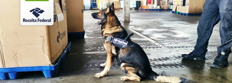 PELO CORREIO – Cão da Receita localiza 1,5 kg de droga enviado de RO para o Maranhão