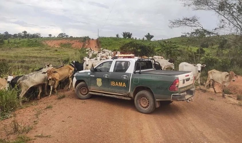 PRAZO MALDOSO – 500 mil cabeças de gado precisam ser removidas em RO