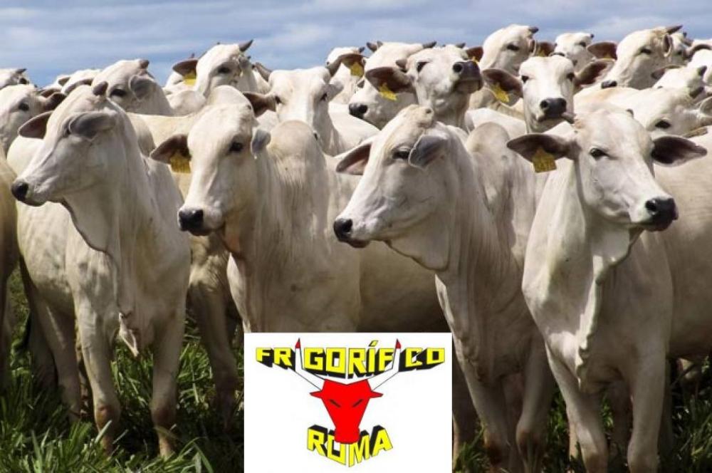  NOTA DE ESCLARECIMENTO DO FRIGORÍFICO ROMA 