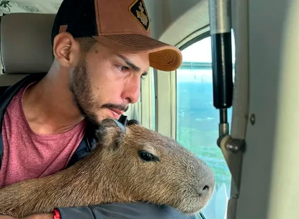 Justiça Federal manda Ibama devolver capivara Filó a influenciador digital