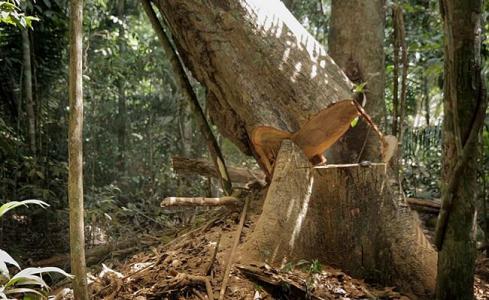 Trabalhador morre durante derrubada de árvore