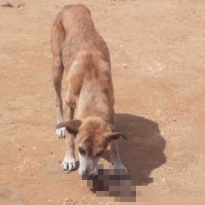 Cachorro aparece com pé humano na boca em empresa na beira do Rio Madeira em Porto Velho