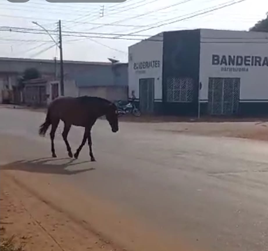 ANIMAIS CONTINUAM SOLTOS PELAS AVENIDAS E PELA BR 425 EM GUAJARÁ MIRIM
