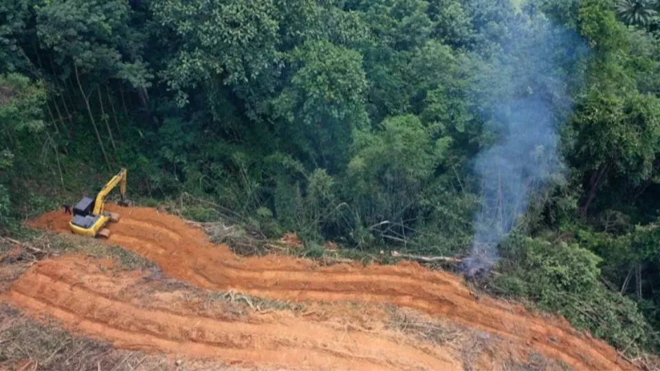 Rondônia lidera redução histórica no desmatamento da Amazônia